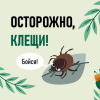 Внимание! Клещи!